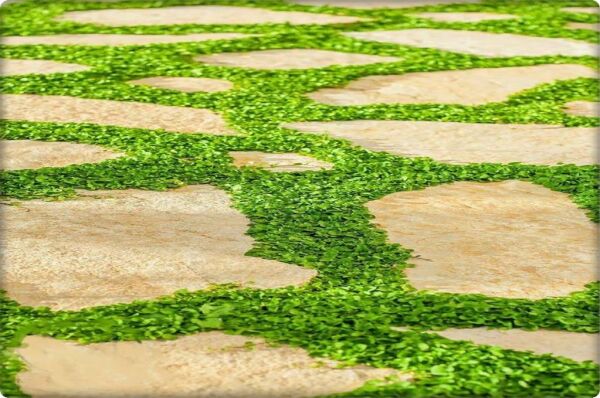 Fare Kulağı - Dichondra Repens(1 kg) orijinal kutu