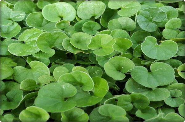 Fare Kulağı - Dichondra Repens(1 kg) orijinal kutu