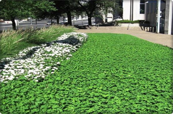 Fare Kulağı - Dichondra Repens(1 kg) orijinal kutu