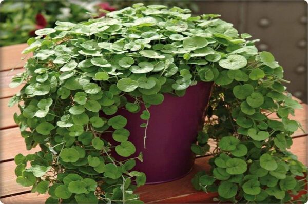 Fare Kulağı - Dichondra Repens(1 kg) orijinal kutu