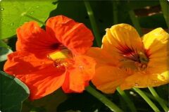 Laden Çiçeği Tohumu (6 adet) Hoş Kokulu