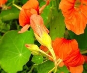 Laden Çiçeği Tohumu (6 adet) Hoş Kokulu