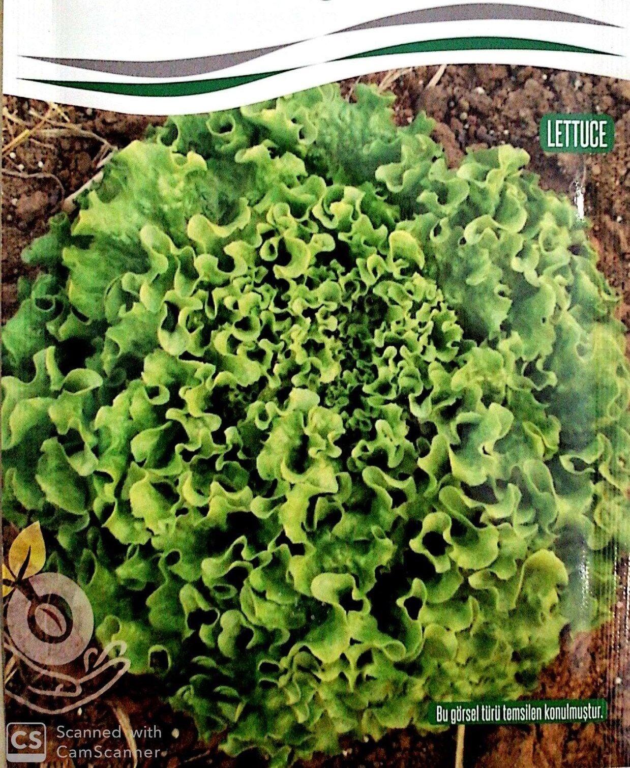 Kışlık Kıvırcık Tohumu (Tek Göbek)  (10 gr)