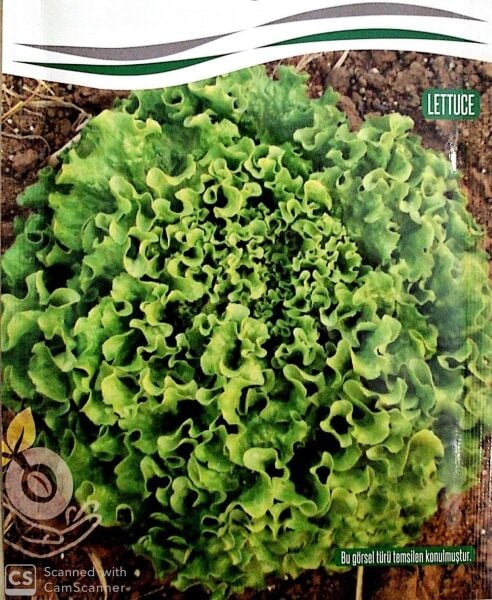 Kışlık Kıvırcık Tohumu (Tek Göbek)  (10 gr)