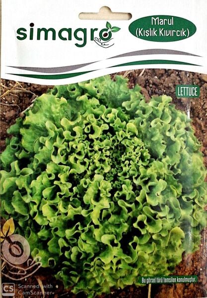 Kışlık Kıvırcık Tohumu (Tek Göbek)  (10 gr)