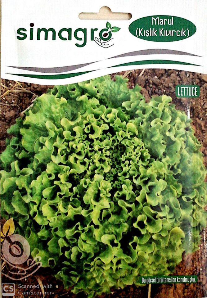 Kışlık Kıvırcık Tohumu (Tek Göbek)  (10 gr)