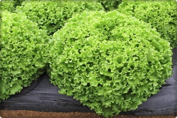 Kışlık Kıvırcık Tohumu (Tek Göbek)  (10 gr)