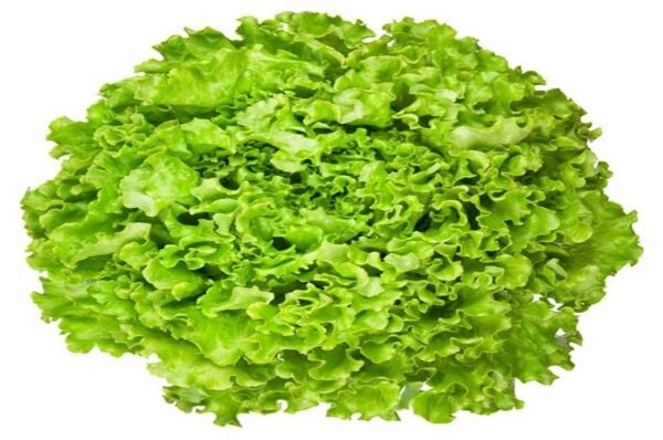 Kışlık Kıvırcık Tohumu (Tek Göbek)  (10 gr)