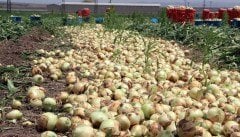 Sima Soğan Tohumu (500 gr) En Erkenci Soğan Çeşidi
