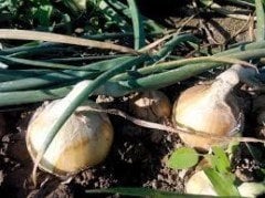 Sima Soğan Tohumu (500 gr) En Erkenci Soğan Çeşidi