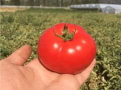 Ebia F1 Oturak Hibrit İri Domates Tohumu (1000 Adet) Syngenta
