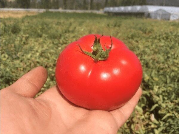 Ebia F1 Oturak Hibrit İri Domates Tohumu (1000 Adet) Syngenta