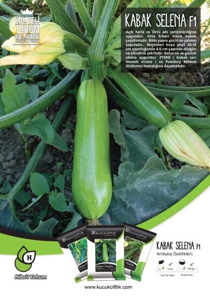 Selena F1 Kabak Tohumu Hibrit (10 Adet)