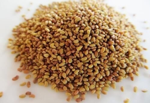 Kayseri Kaval Yonca Tohumu 10 Kg (130 cm boy)