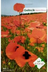 Gelincik Çiçeği Tohumu (50 adet)