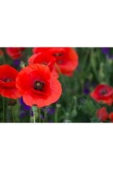 Gelincik Çiçeği Tohumu (50 adet)