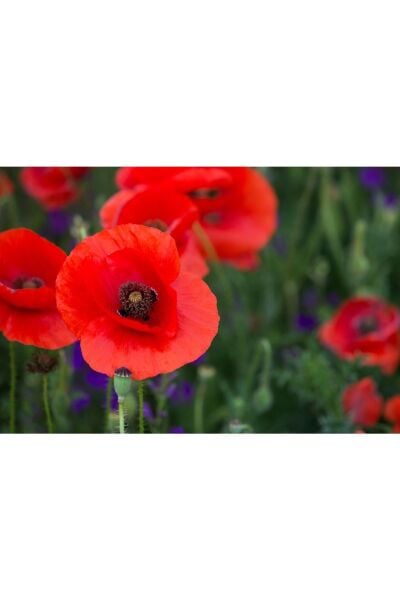 Arzuman Gelincik Çiçeği Tohumu (50 adet)