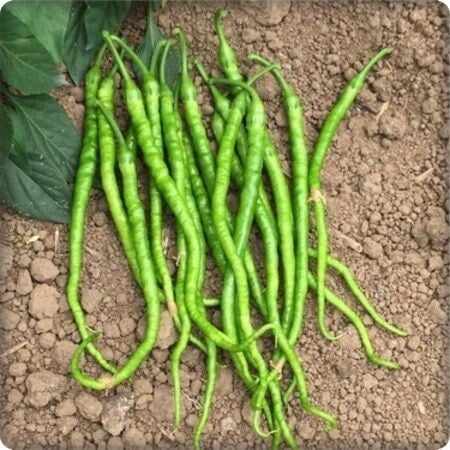 Burkalem Tatlı Kıl Biber Tohumu (25 Gr )