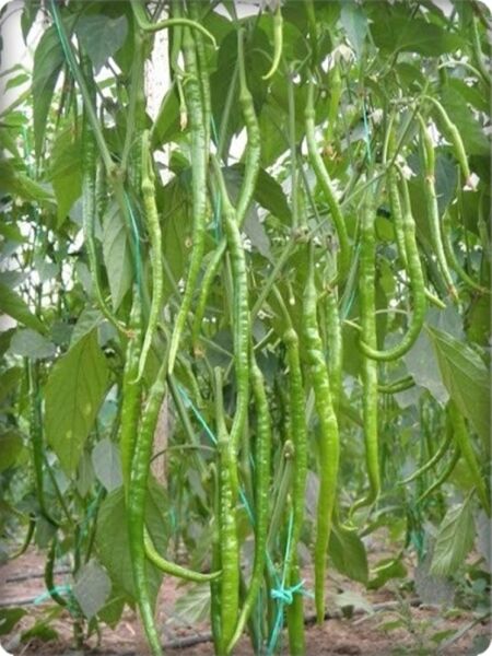 Burkalem Tatlı Kıl Biber Tohumu (25 Gr )