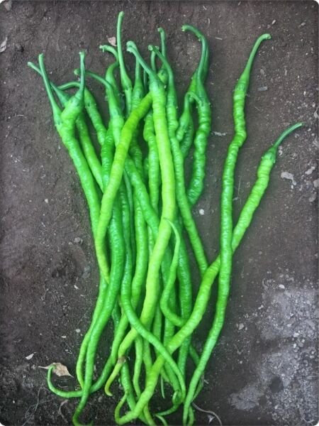 Burkalem Tatlı Kıl Biber Tohumu (25 Gr )