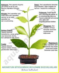 Sararmaya Kesin Çözüm Magnezyum+Demir Dem MagFer  (5 Litre) Sıvı