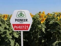 PİONEER 141 AYÇİÇEĞİ TOHUMU 64LE141