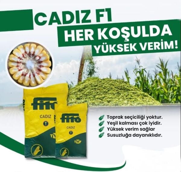 CADIZ SİLAJLIK MISIR TOHUMU 50.000 AD