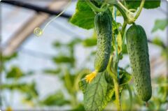 Akın F1 Hibrit Turşuluk Hıyar Tohumu (2500 çk)