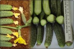 Akın F1 Hibrit Turşuluk Hıyar Tohumu (2500 çk)