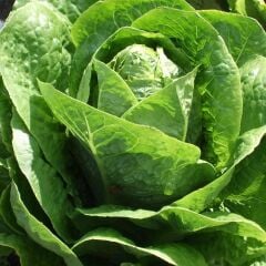 Çoker Marul Yedikule 5701 10 gr