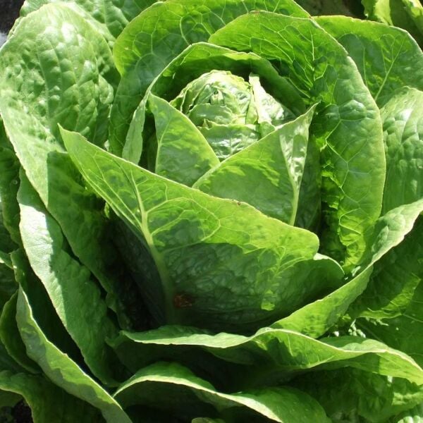 Çoker Marul Yedikule 5701 10 gr