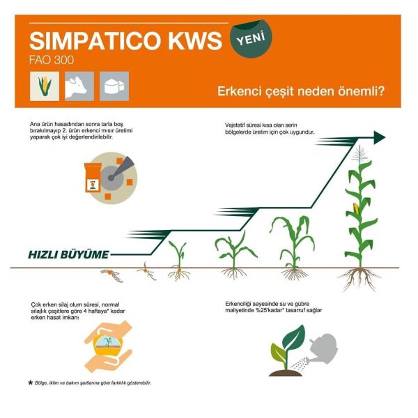 70 Günlük Silaj Mısır Tohumu-Simpatico-KWS-En Erkenci Mısır