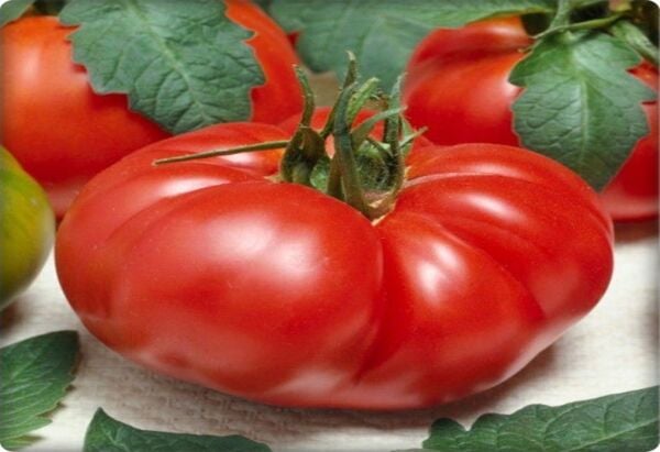 Köy Tipi Domates Tohumu (300 adet) Ege Pembesi