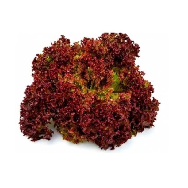 Kırmızı Marul Tohumu (Kırmızı Kıvırcık) 3 gr