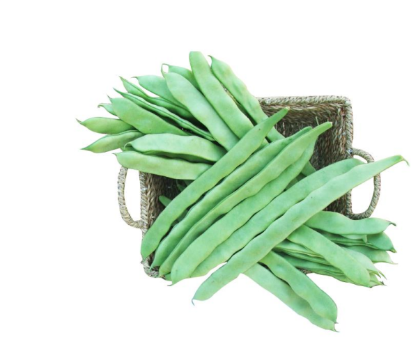 May Sofia Sırık Fasulye Tohumu 500 gr