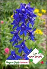 Hazeran Çiçeği Tohumu (30 Adet) Saray Çiçeği