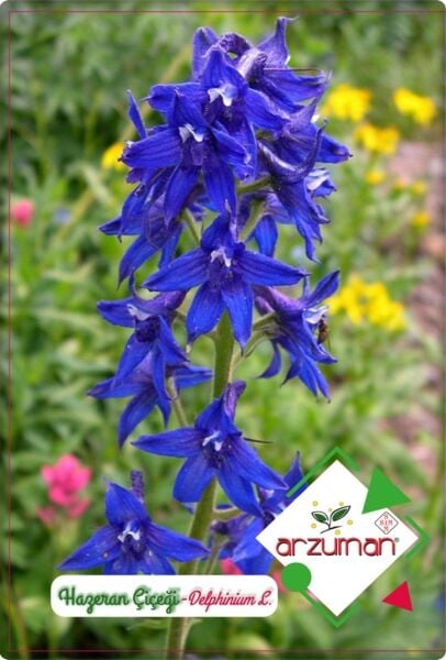 Hazeran Çiçeği Tohumu (30 Adet) Saray Çiçeği