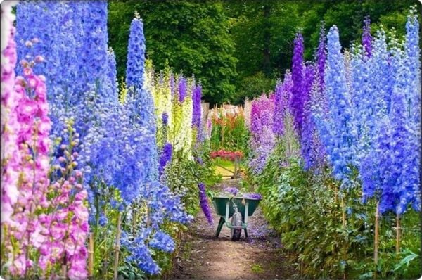 Hazeran Çiçeği Tohumu (30 Adet) Saray Çiçeği