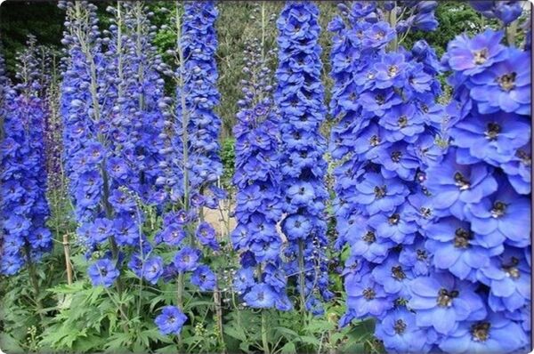 Hazeran Çiçeği Tohumu (30 Adet) Saray Çiçeği