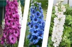 Hazeran Çiçeği Tohumu (30 Adet) Saray Çiçeği