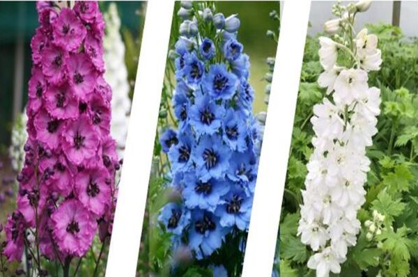 Hazeran Çiçeği Tohumu (30 Adet) Saray Çiçeği