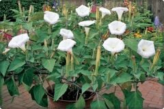 Gece Güzeli Çiçeği Tohumu (15 Adet)