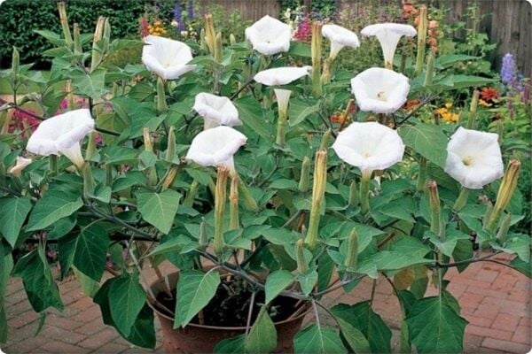 Gece Güzeli Çiçeği Tohumu (15 Adet)