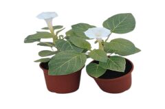 Gece Güzeli Çiçeği Tohumu (15 Adet)