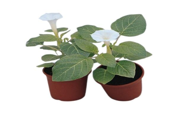 Gece Güzeli Çiçeği Tohumu (15 Adet)