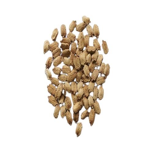 Arzuman Kudret Narı Tohumu (5 Adet Tohum)