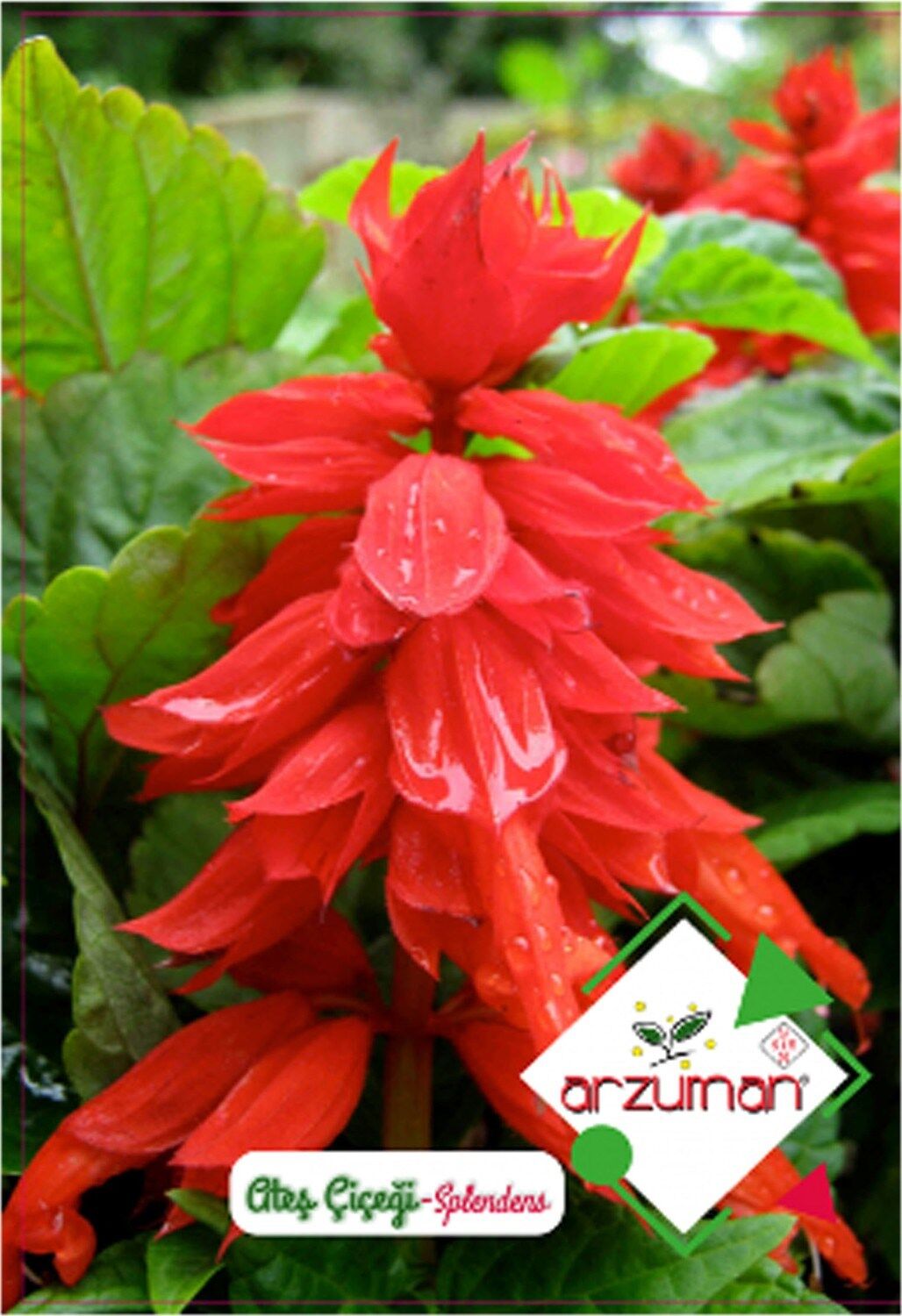 Arzuman Ateş Çiçeği - Salvia Splendes (30 Adet)