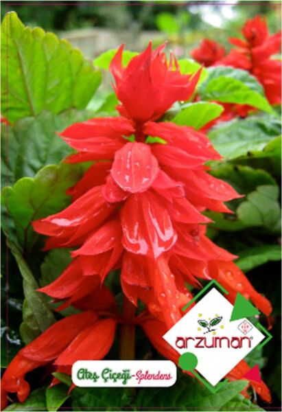 Arzuman Ateş Çiçeği - Salvia Splendes (30 Adet)