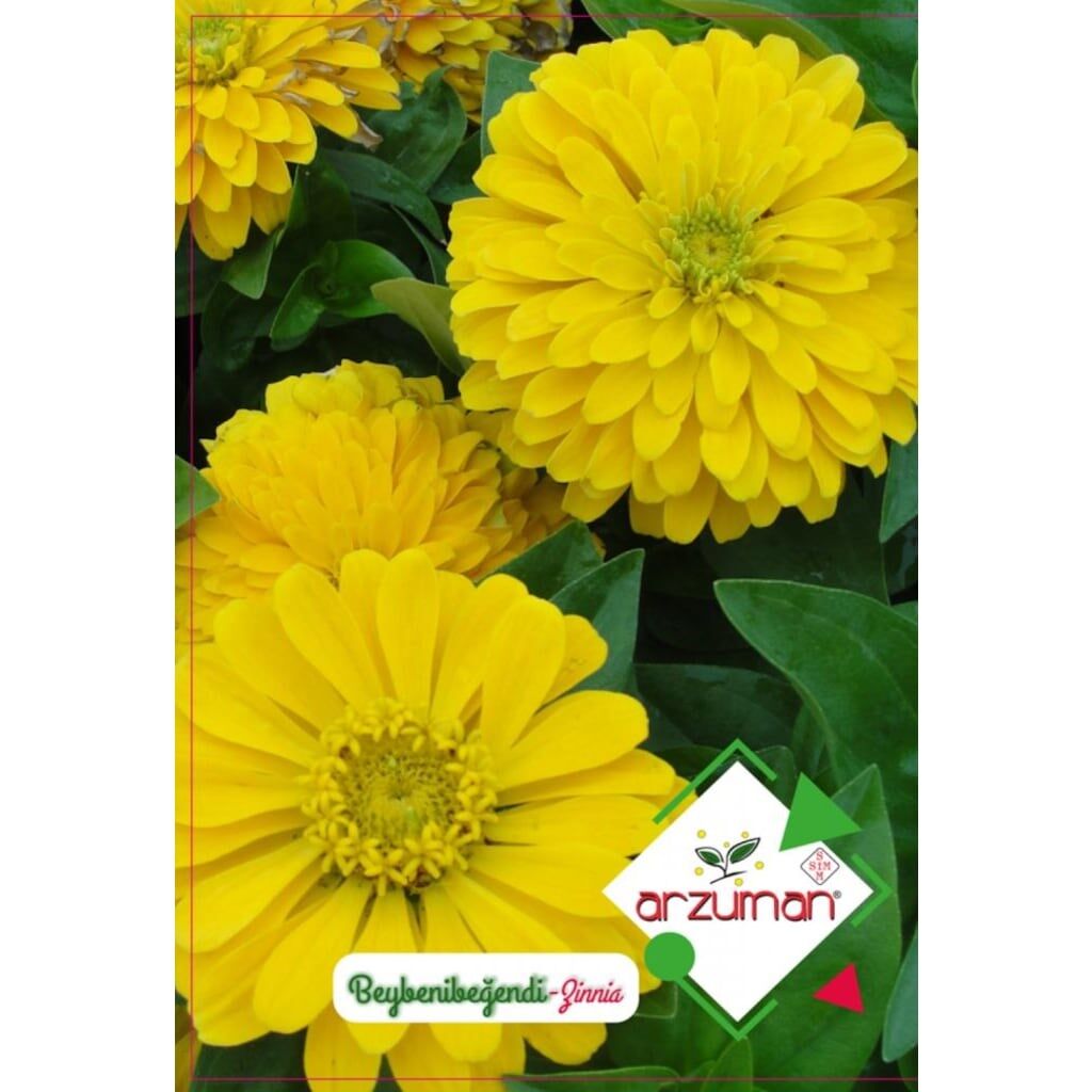 Arzuman Beybenibeğendi Çiçeği Tohumu (30 Adet)