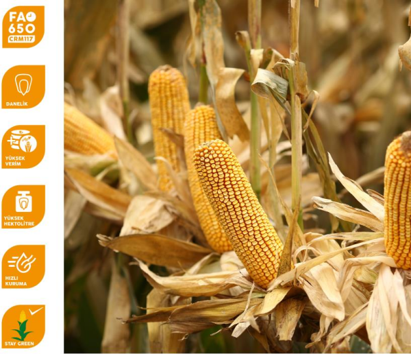 May MG14G44 Danelik Mısır Tohumu